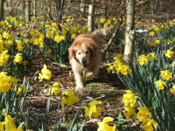 Golden Retriever in the Spring daffodils